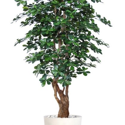 Buxifolia Malabar 180