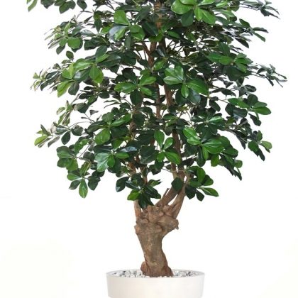 Buxifolia Malabar