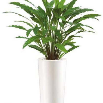 Calathea - plante artificiale, plante interior, plante lux