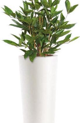 Dracaena Surculosa - plante seminaturale, plante artificiala lux