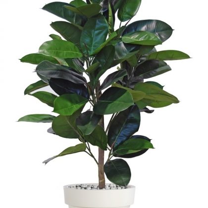Ficus Elastica Plant