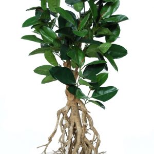 Ficus Elastica Root