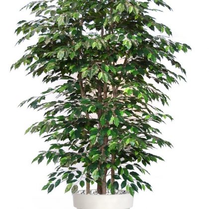 Ficus Exotica Boschetto