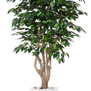 Ficus Exotica Malabar