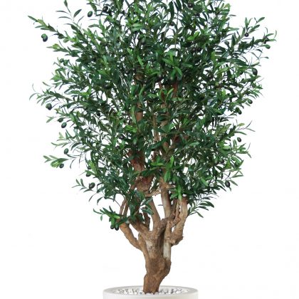 Olive Malabar 180 cm