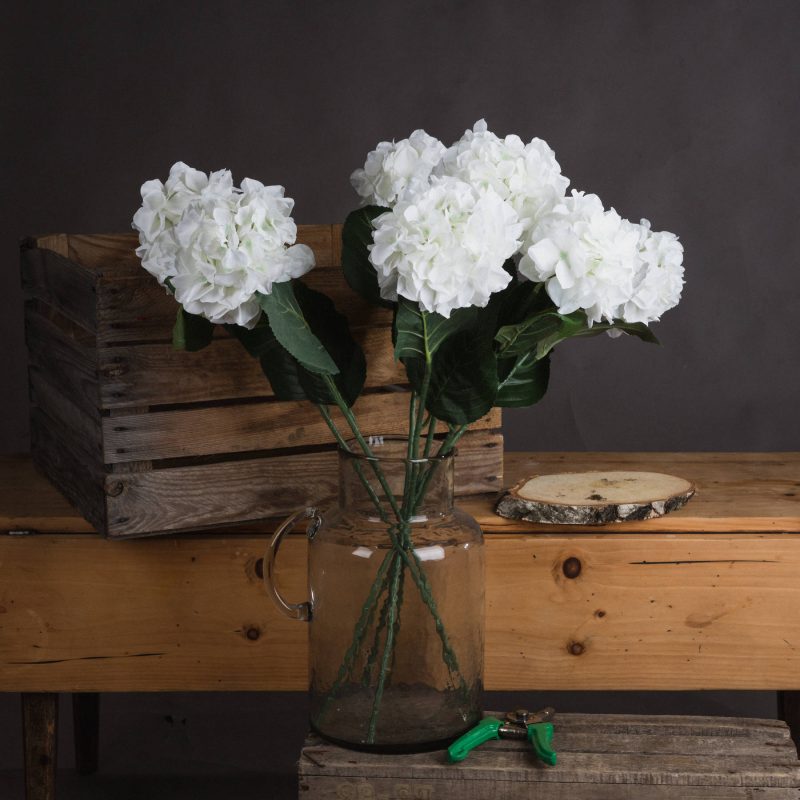 White hydrangea