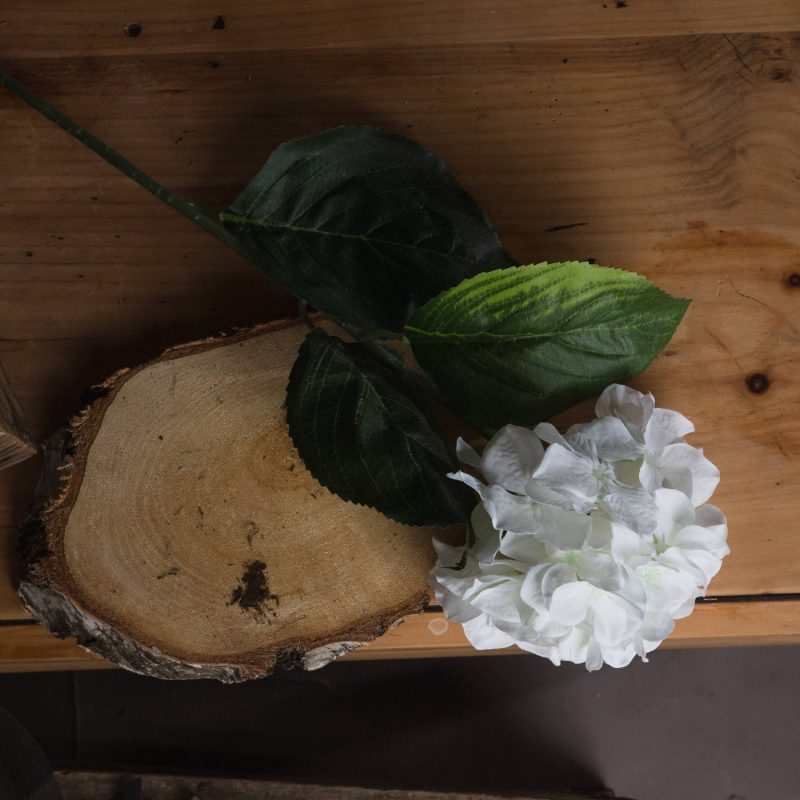 White hydrangea - imagine 2
