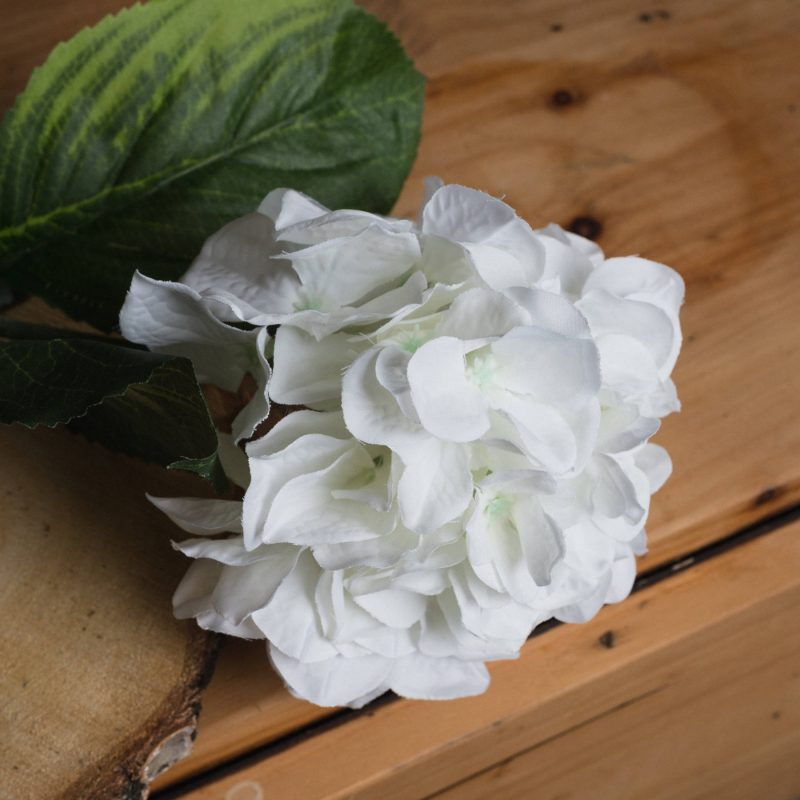 White hydrangea - imagine 3