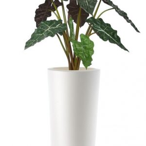 Alocasia Plant 120 cm