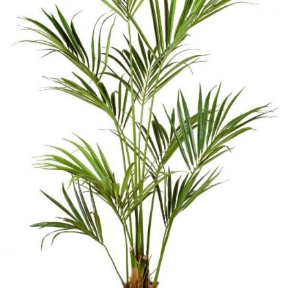 Kentia Palm 180 cm
