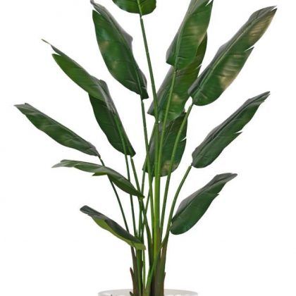 Strelizia Plant Lux