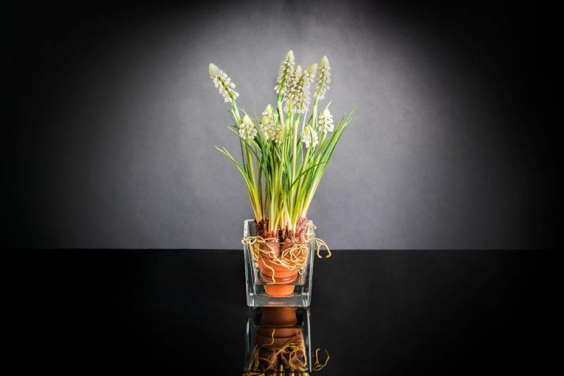ETERNITY CUBO MUSCARI IN COTTO