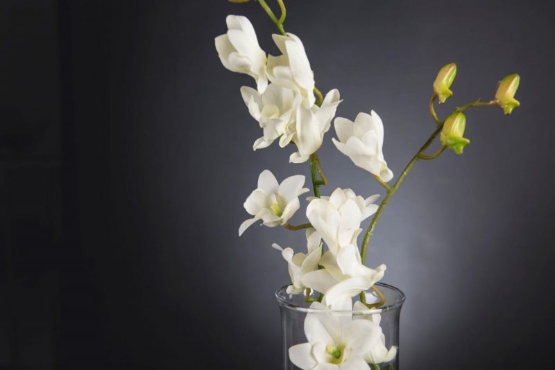 ETERNITY DENDROBIUM ORCHID PLANT - imagine 3