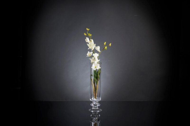ETERNITY DENDROBIUM ORCHID PLANT