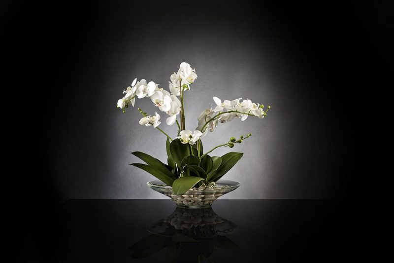 Plate Phaleno - decor floral lux, decoruri florale horeca