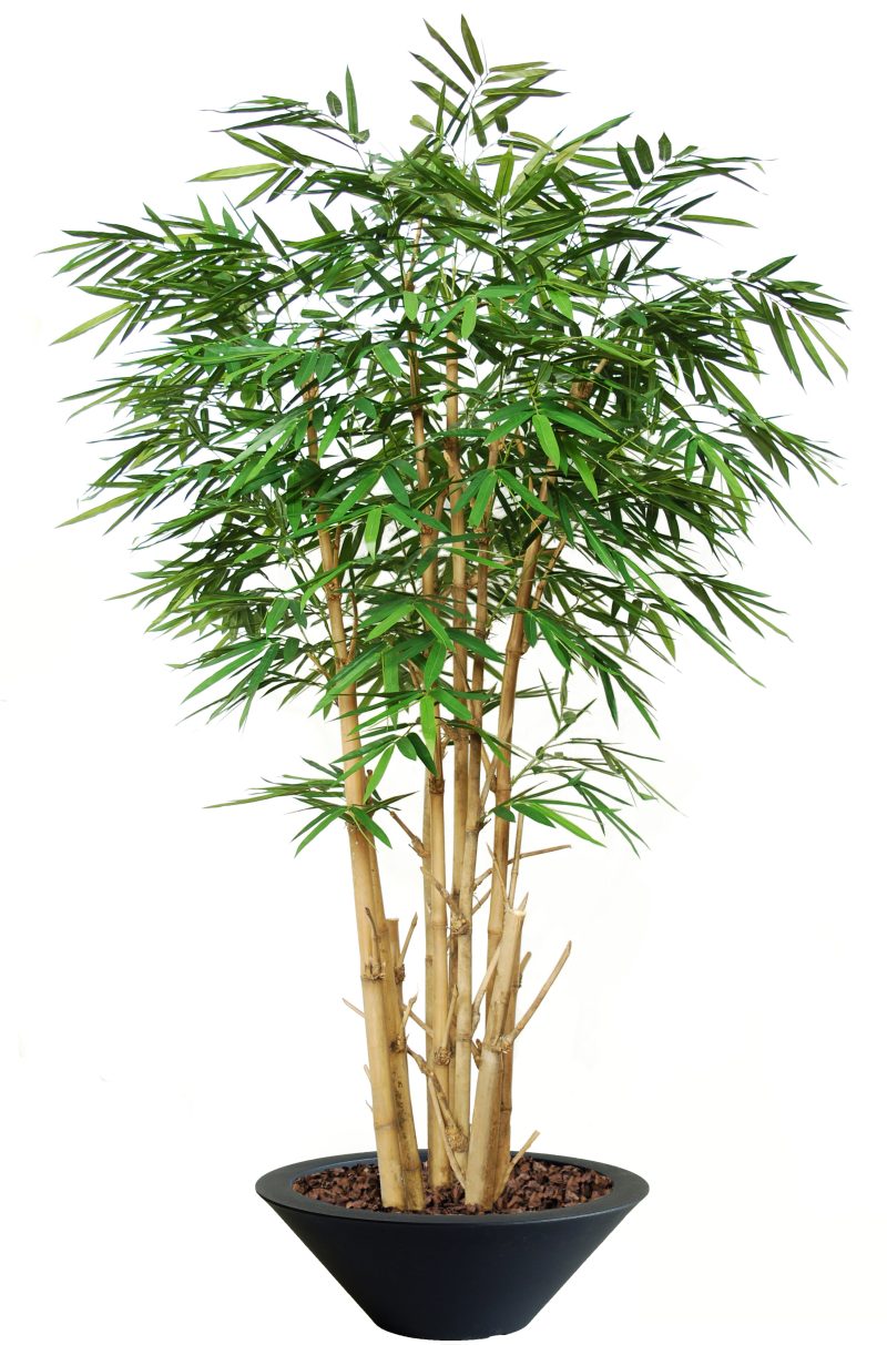 Bamboo Giant diam. 150 cm