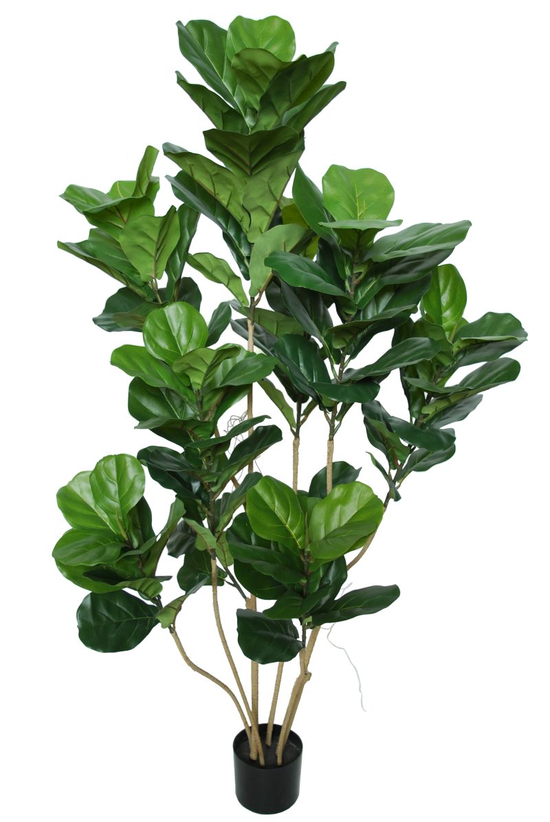 Ficus Lyrata Flexy - planta decor