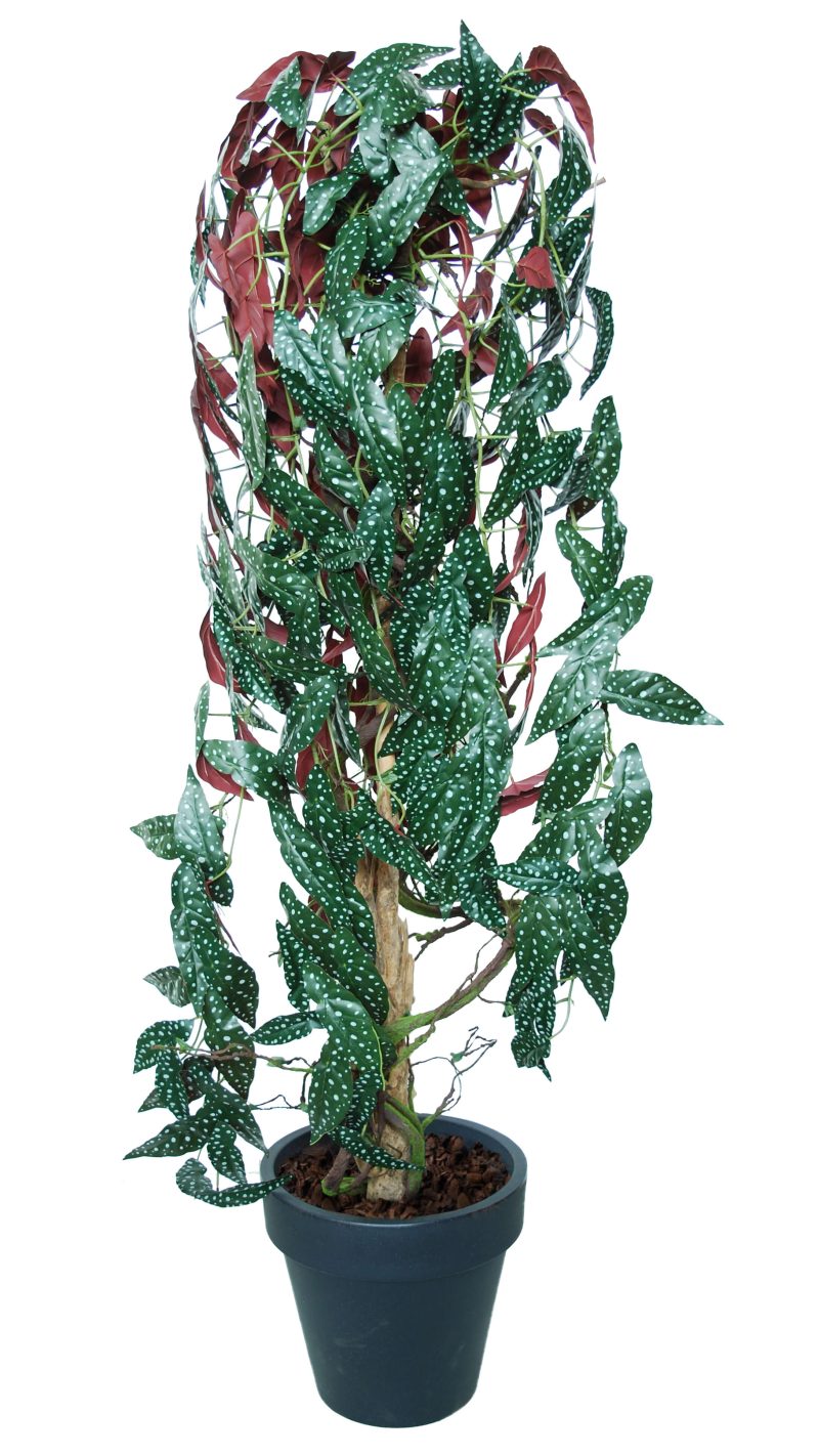Begonia Plant 190 cm
