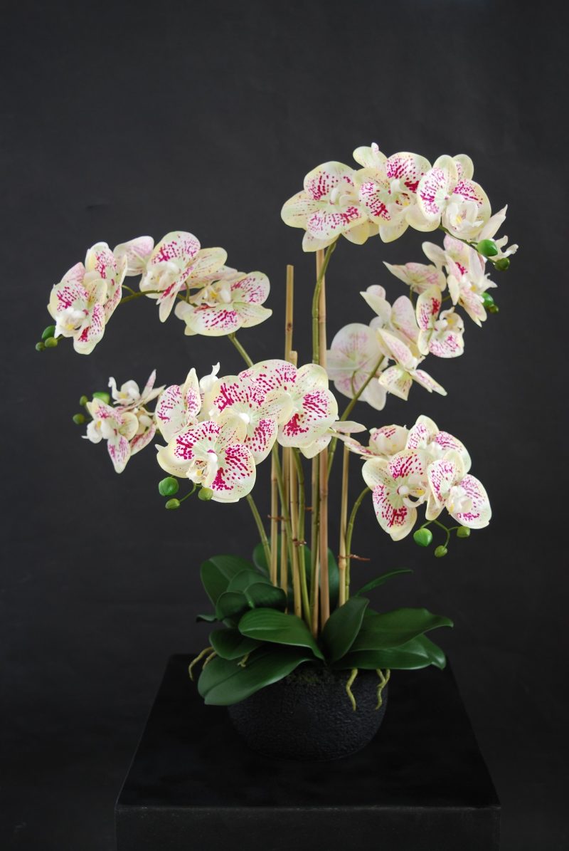Orchid Phalaenopsis Leopard