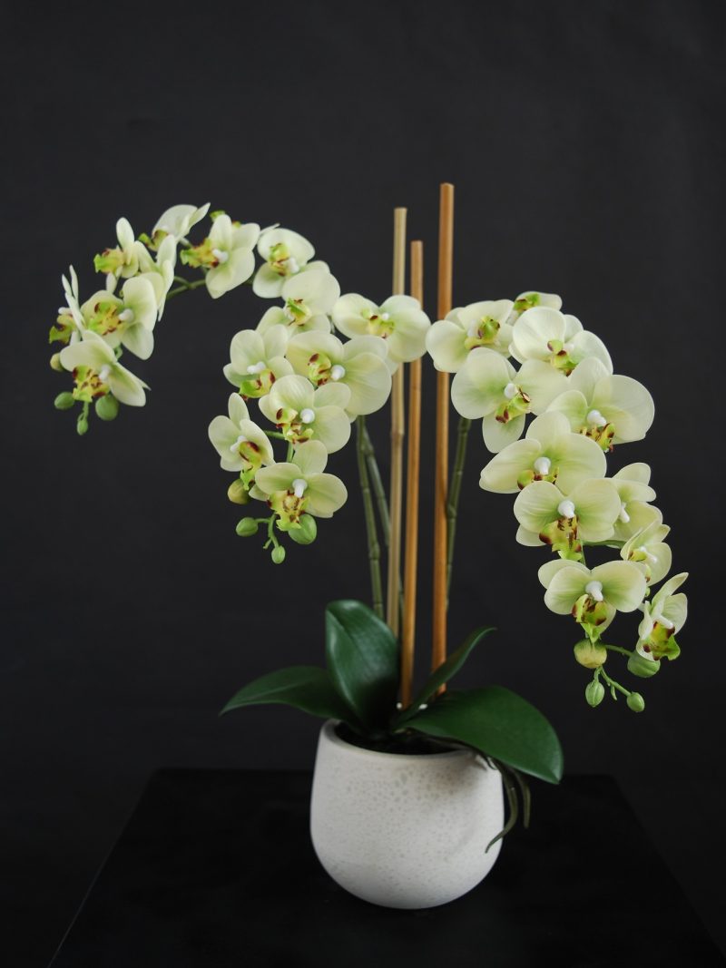 Orchid Phalaenopsis 50 cm Lime