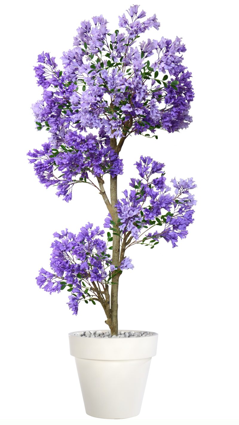 Jacaranda Multistep