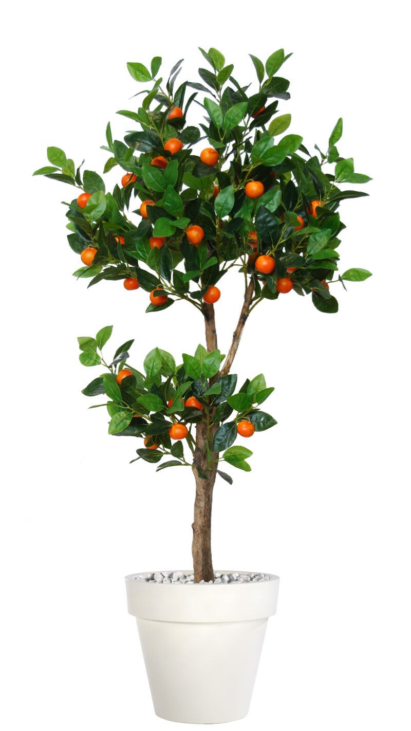 Kumquat Topiary